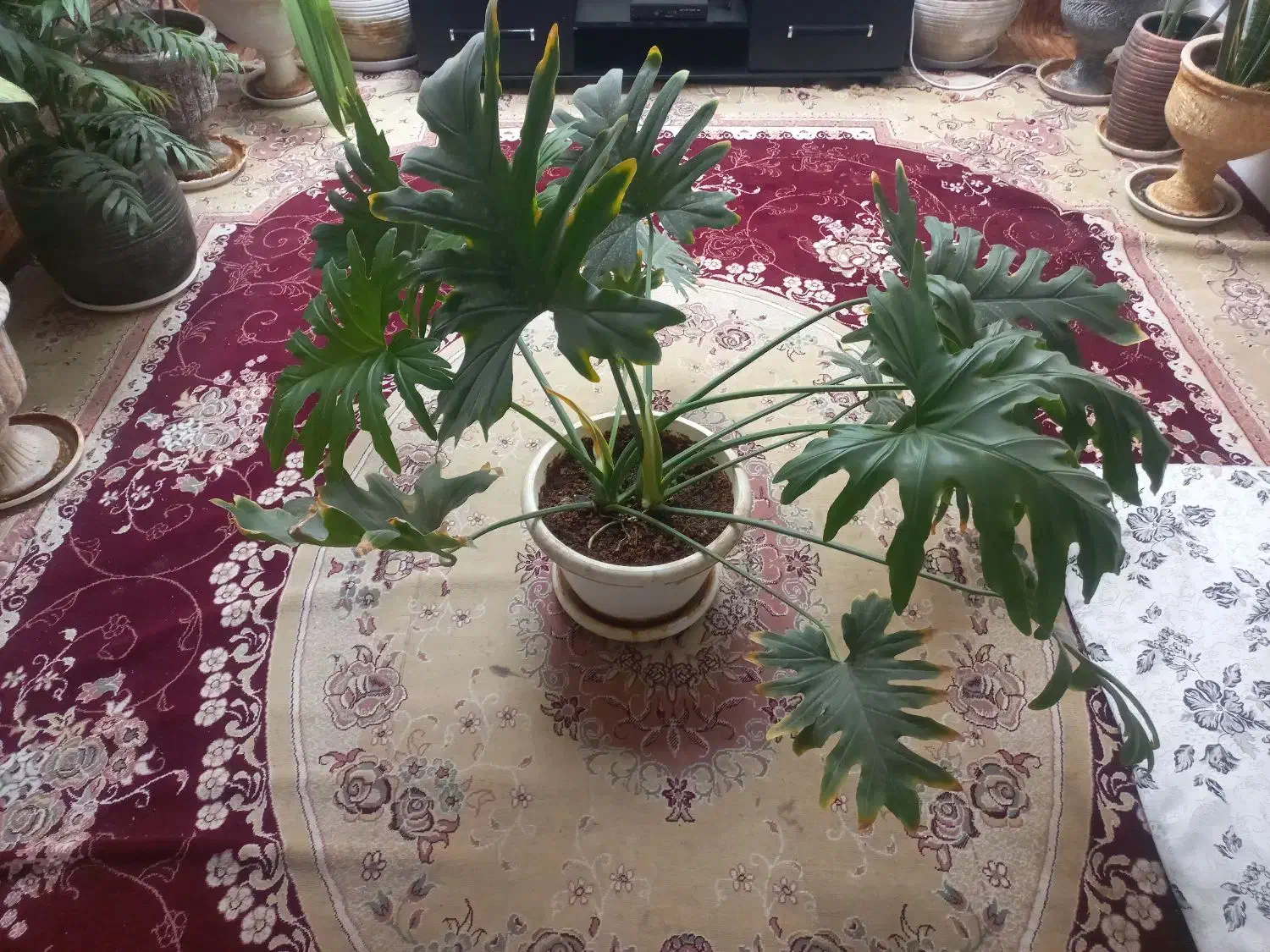 برگ انجیری فر|گل و گیاه طبیعی|آباده, |دیوار