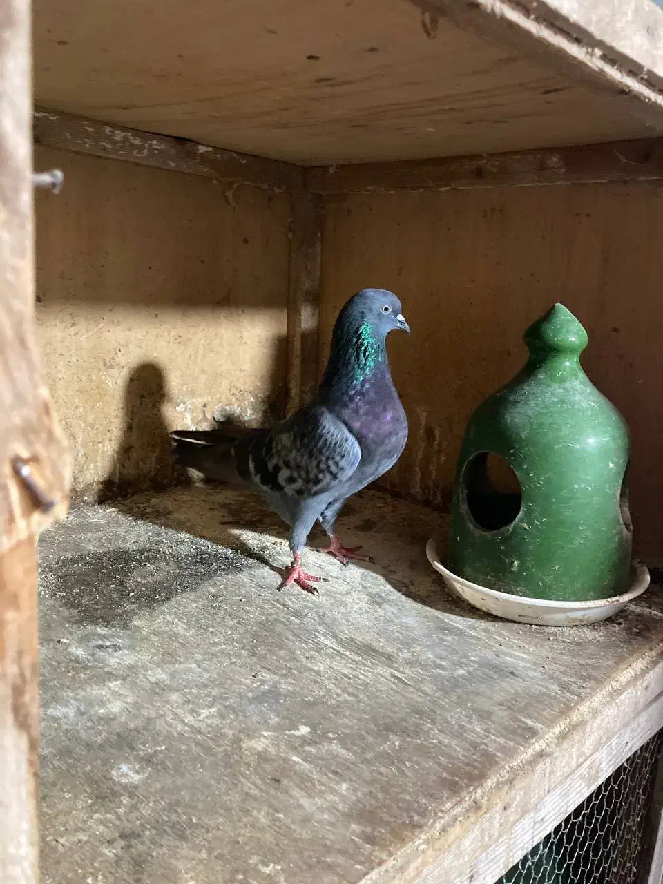 کفتر های پرشی و جوجه کشی|پرنده|رشت, آتشگاه|دیوار