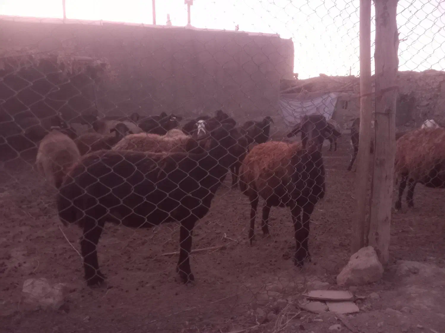 گوسفند میش|حیوانات مزرعه|فامنین, |دیوار