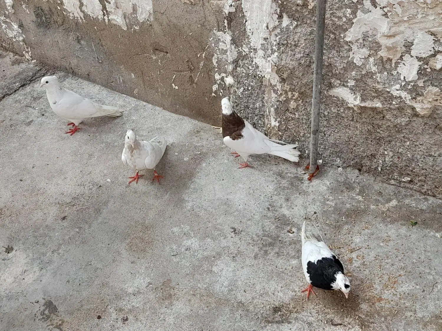 کبوتر|پرنده|خورموج, |دیوار