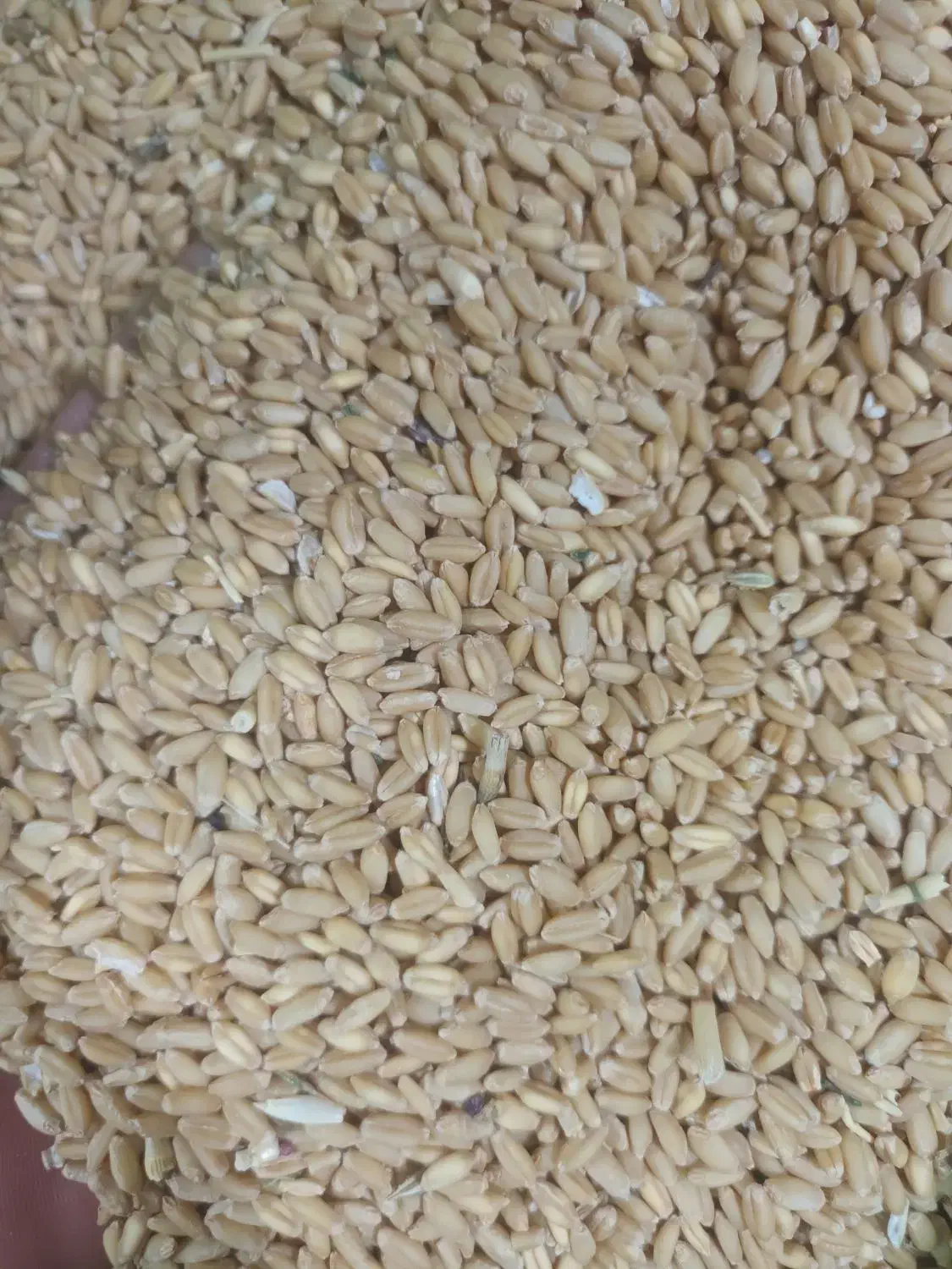 ۴تن گندم دیم برداشت امسال|لوازم جانبی حیوانات|قرچک, زیبا شهر|دیوار