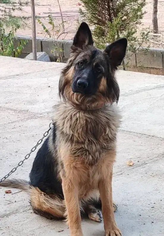 سگ سرابی و ژرمن گمشده|حیوانات|شیراز, قلات|دیوار