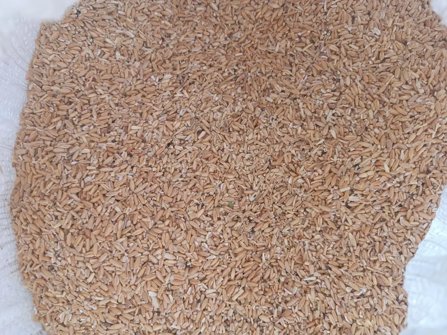 گندم ودانه گندم|گل و گیاه طبیعی|زنجانرود, |دیوار