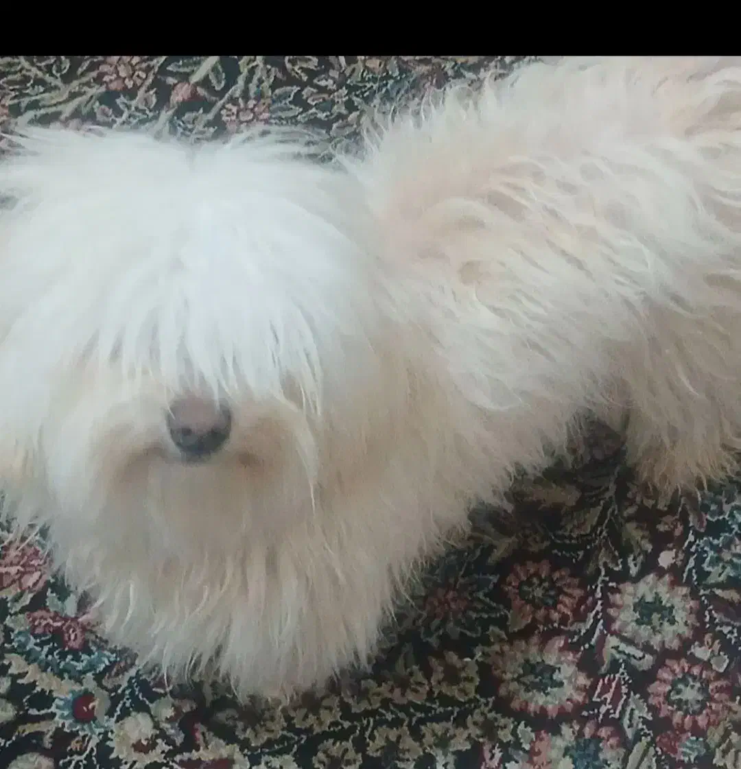 سگ پا کوتاه شیتزو|سگ|کرمان, |دیوار