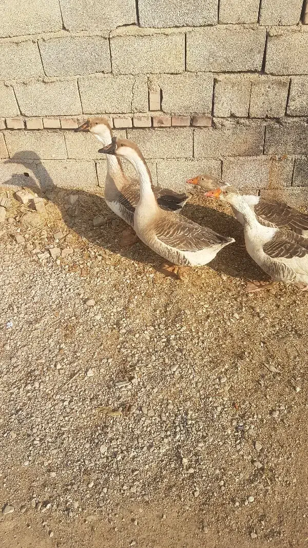 قوغاز|حیوانات مزرعه|گنبد کاووس, |دیوار