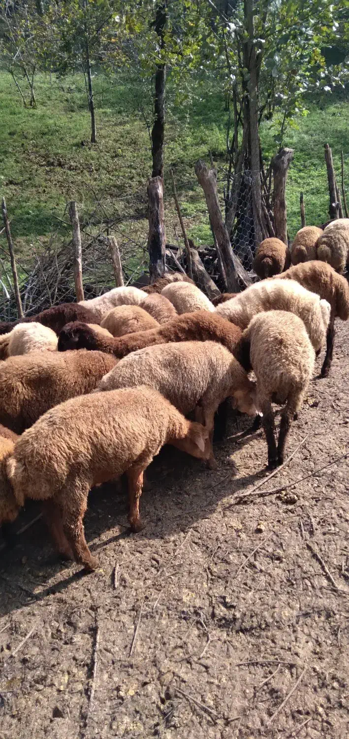 گوسفند زنده|حیوانات مزرعه|ماکلوان, |دیوار