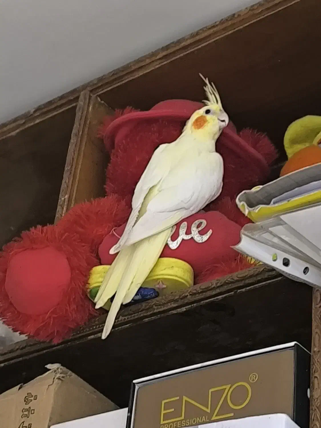 عروس پاریس هلندی ماده|پرنده|باوی, |دیوار