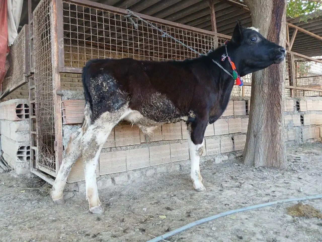 گوساله هلشتاین نر جنس صنعتی کور 4ماهه ازگاو|حیوانات مزرعه|آق قلا, |دیوار