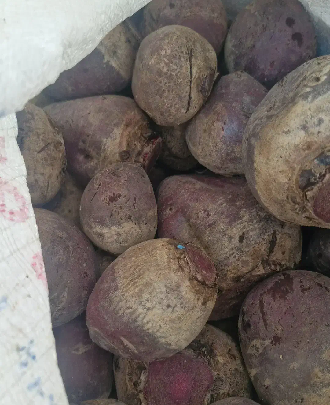 لبو|حراج|فسا, |دیوار