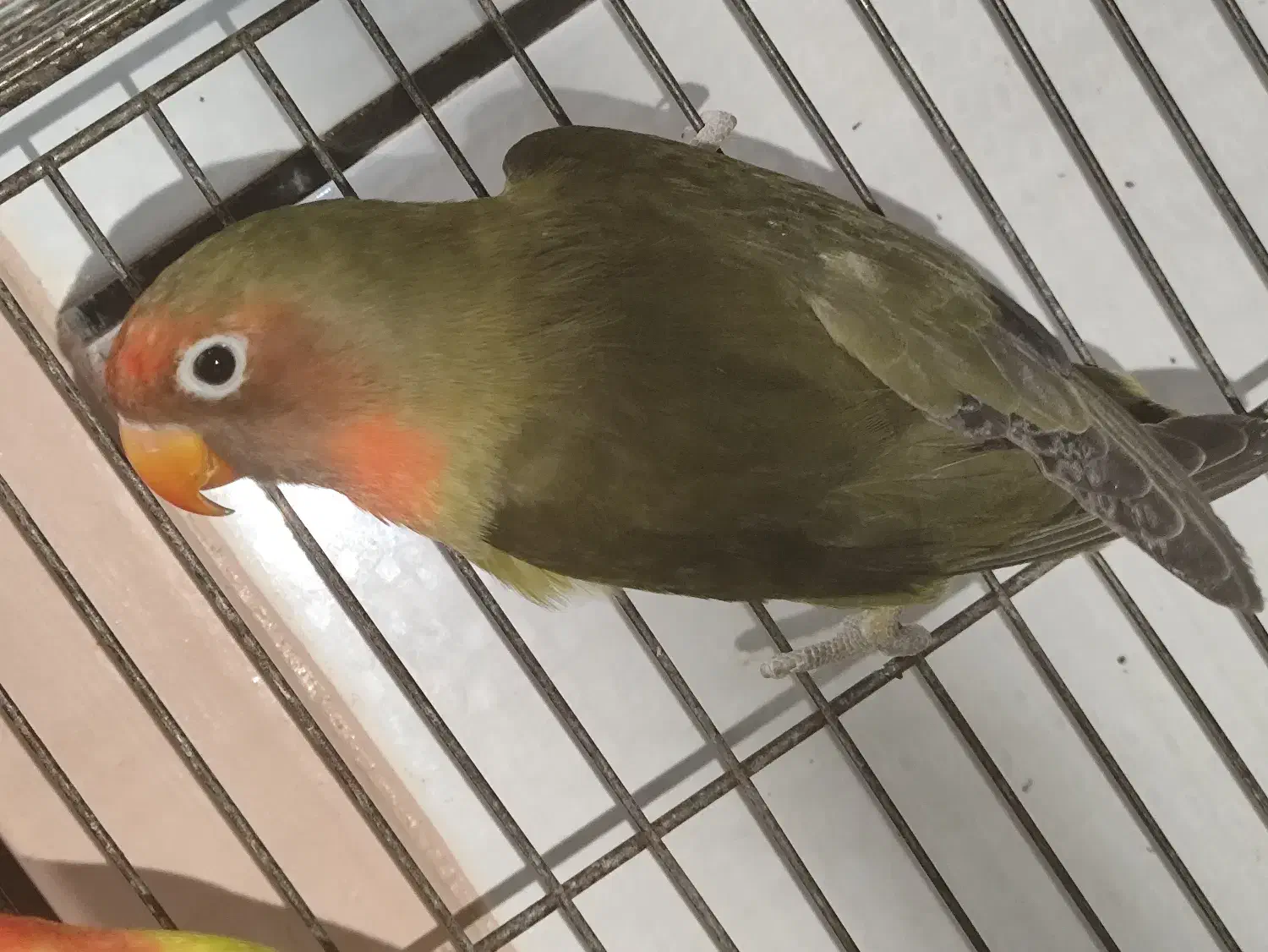 طوطی برزیلی(توضیحات مهم)|پرنده|دزفول, |دیوار