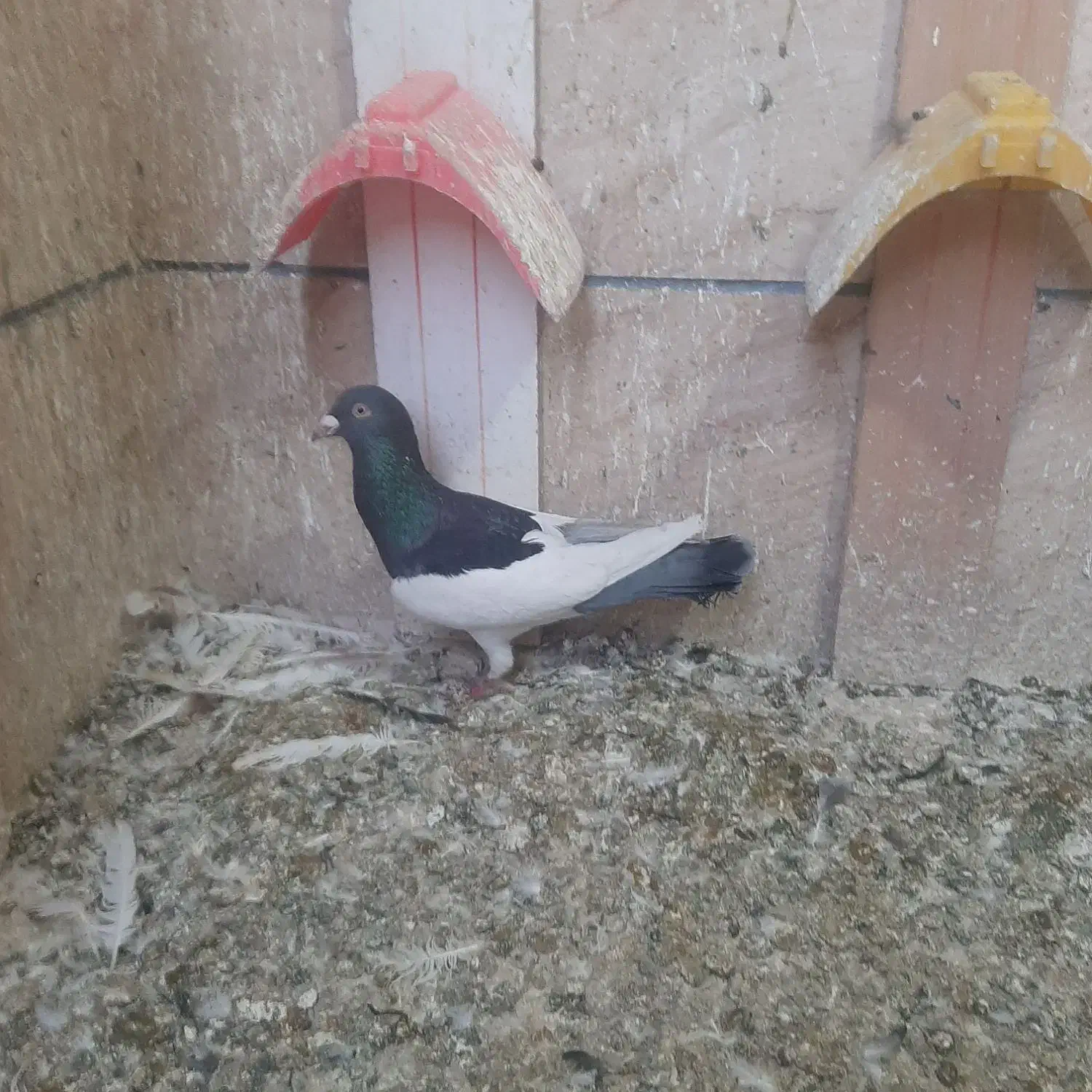 یهودی نر عالی|پرنده|فردیس, شهرک شهید حسینی|دیوار