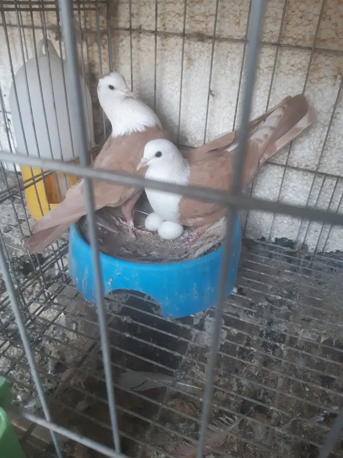 جفت نر ماده کله سفید|پرنده|بهبهان, |دیوار