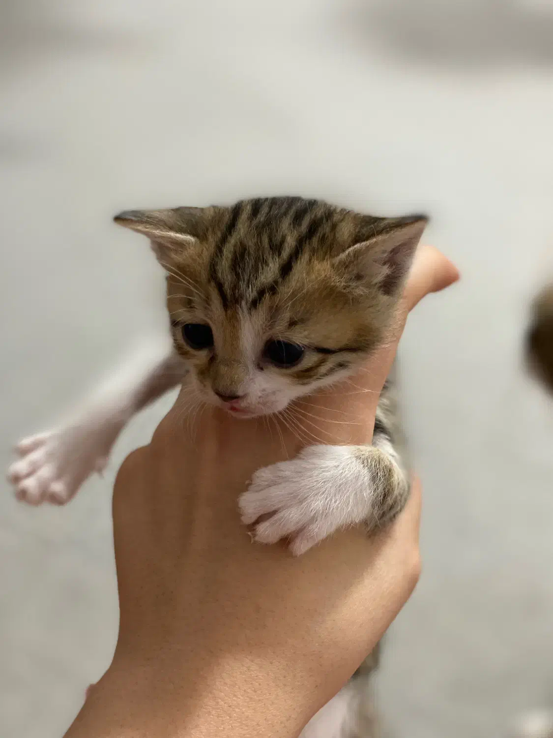 گربه|گربه|اهواز, فتح|دیوار