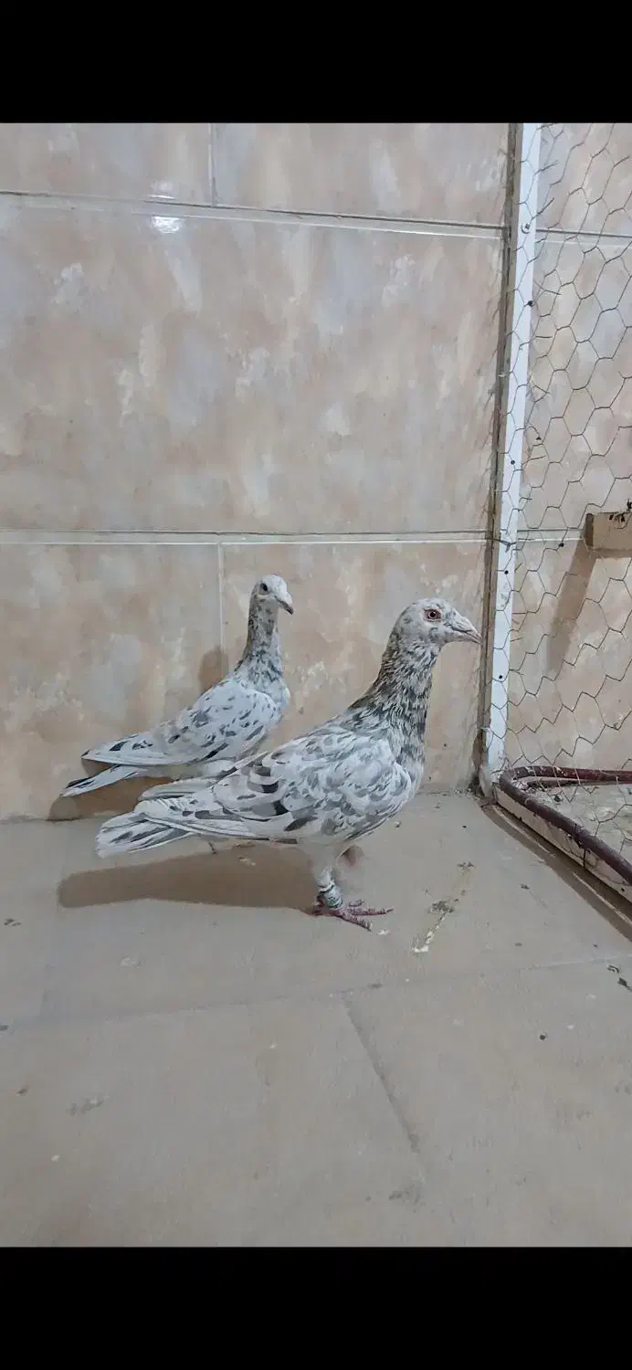 هفترنگ خطی آس|پرنده|قزوین, |دیوار