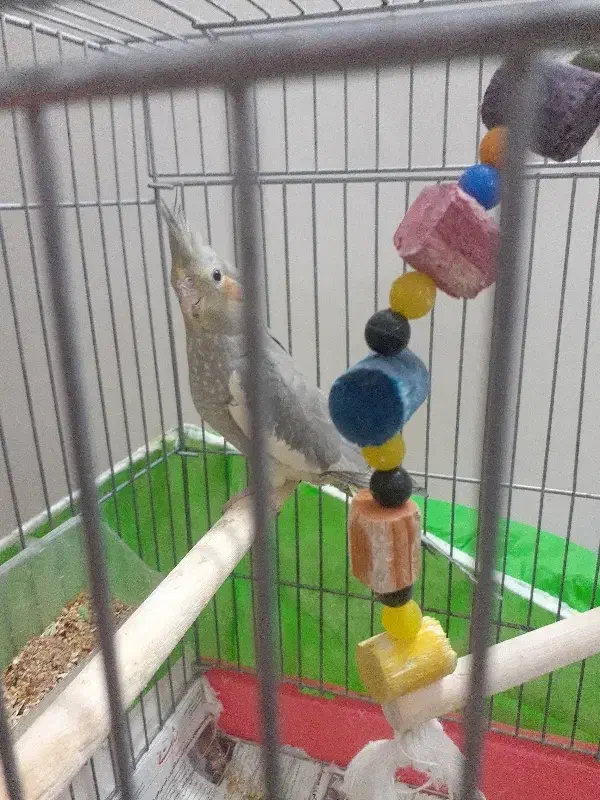 عروس هلندی|پرنده|زارچ, |دیوار