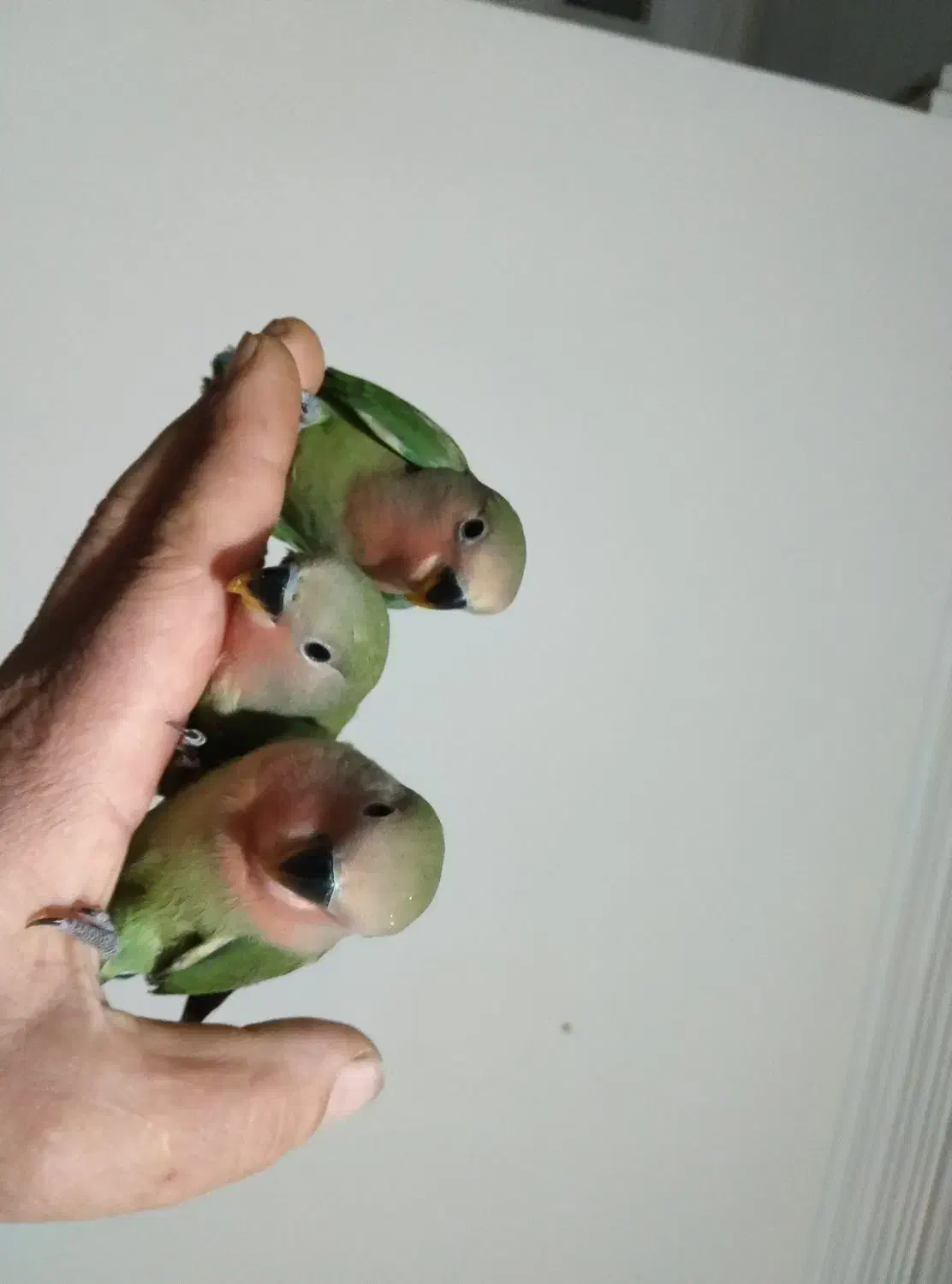 طوطی برزیلی|پرنده|ماهدشت, |دیوار