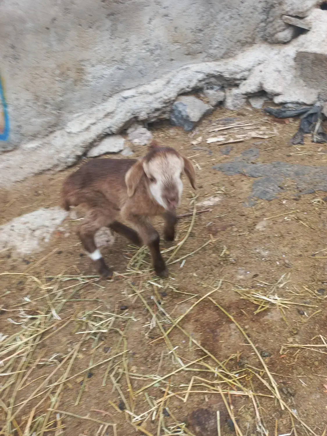 بره شیری|حیوانات مزرعه|مشگین شهر, |دیوار