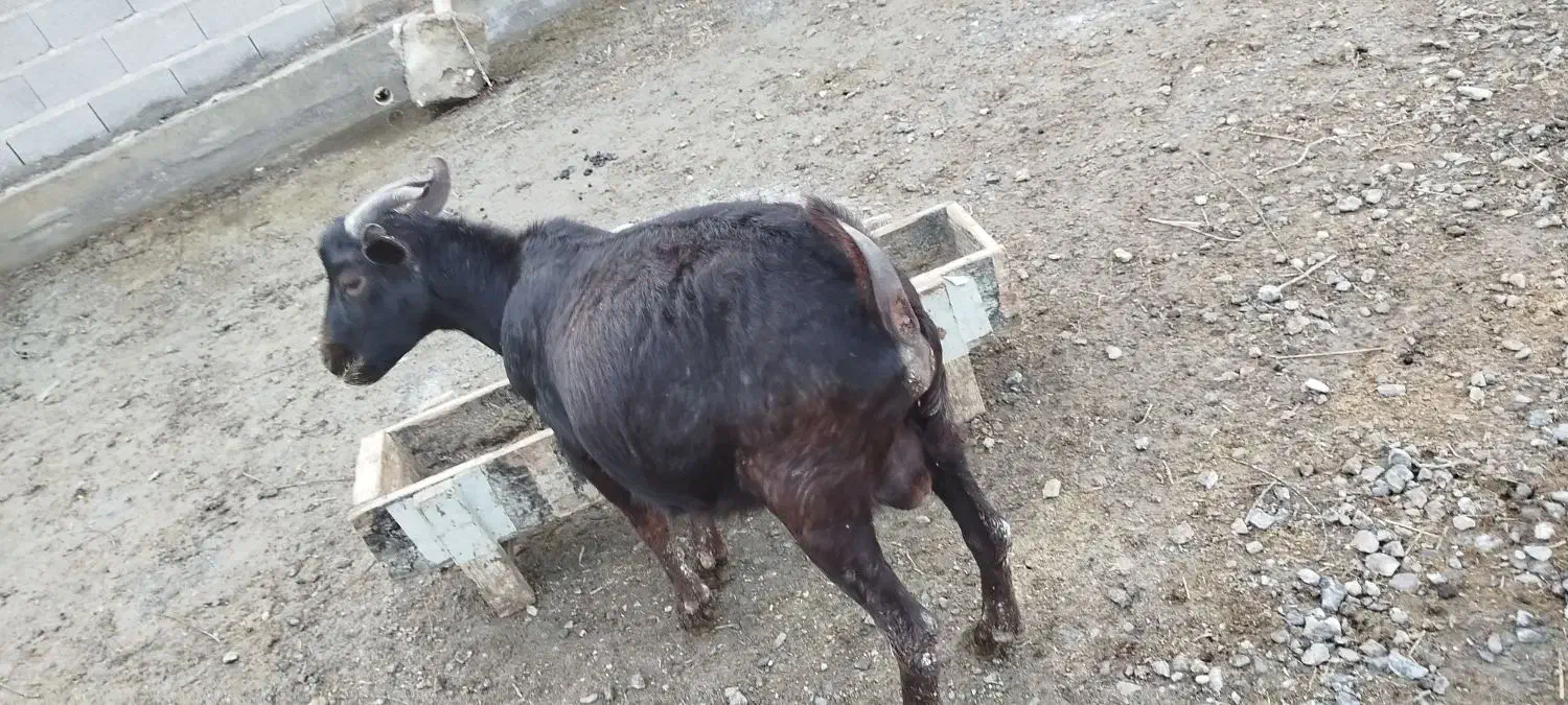 بز نر از نژاد اصل مورسیا|حیوانات مزرعه|گمیشان, |دیوار