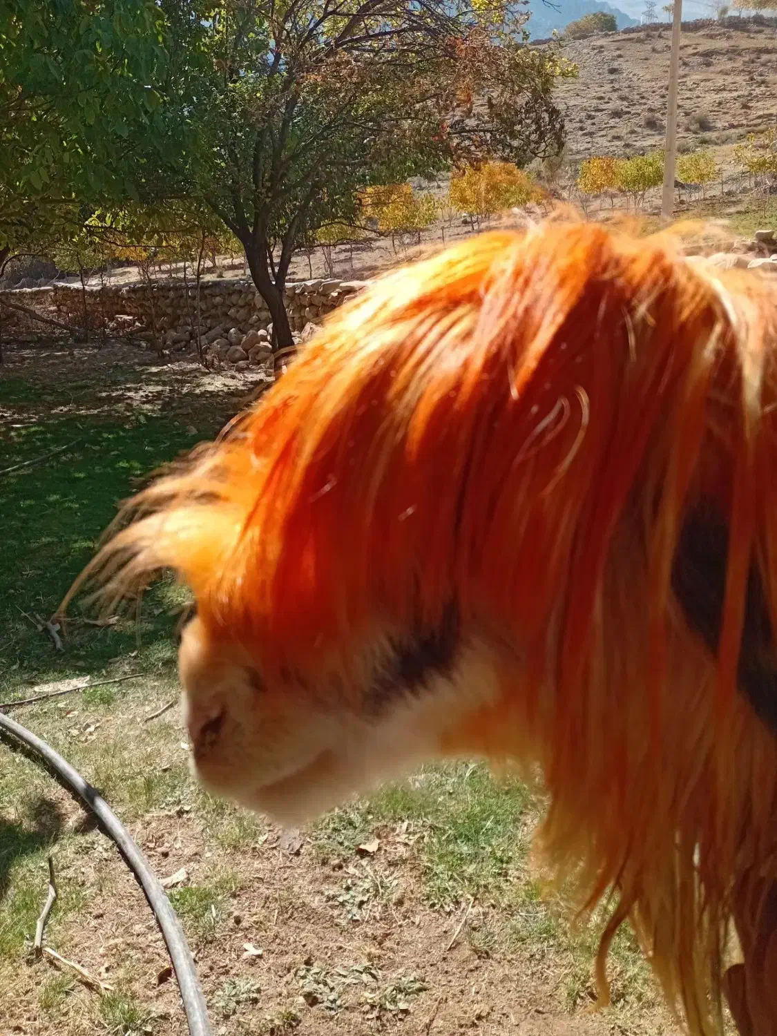 میش روزگاری|حیوانات مزرعه|بازفت, |دیوار