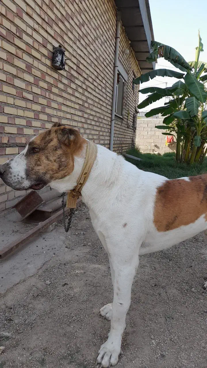 سگ افغان البای بسیار خوشگل|سگ|گنبد کاووس, |دیوار