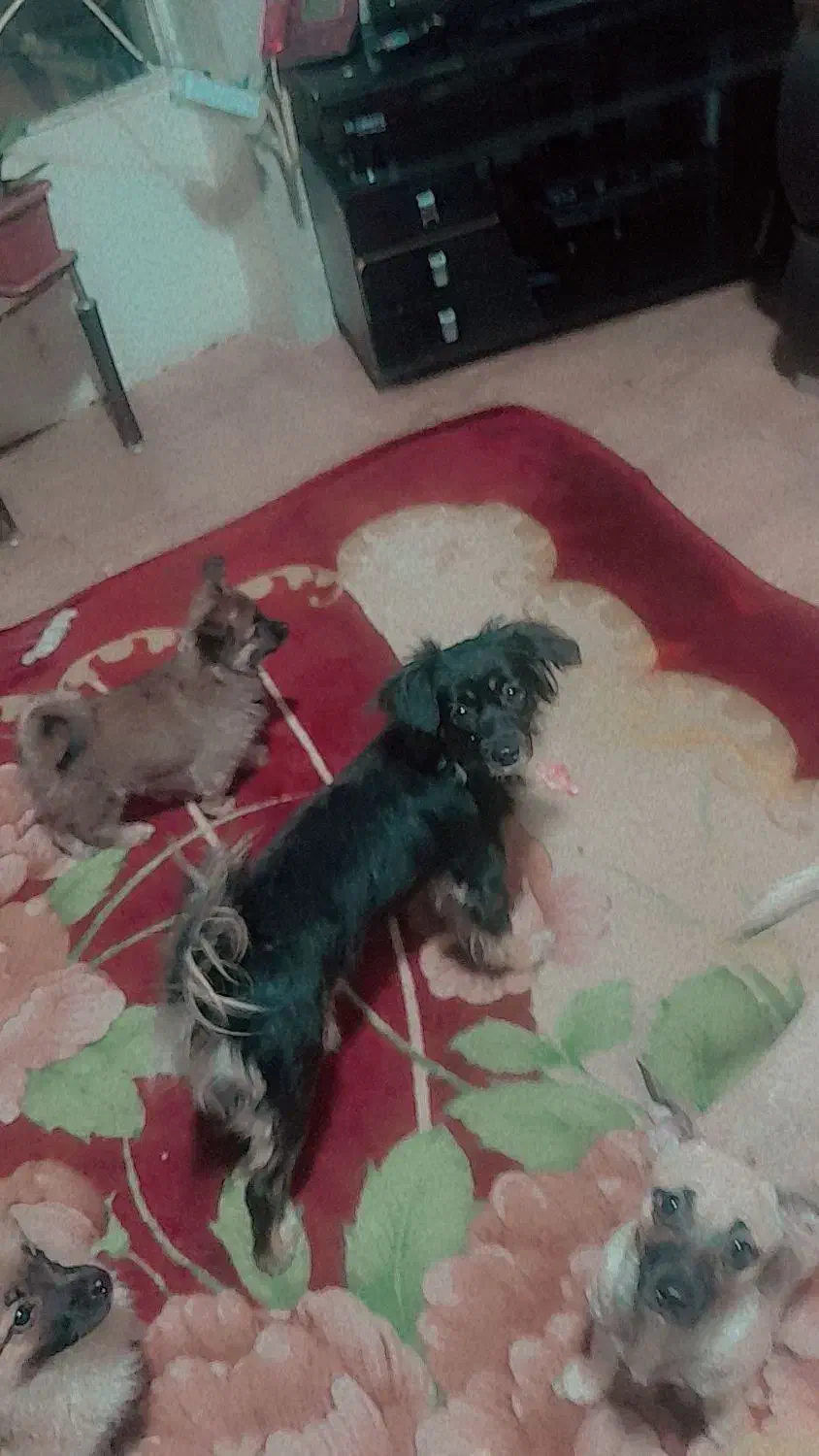 دزدیدن شدن سگ جسی ادش ورومینا|حیوانات|لنجان, |دیوار