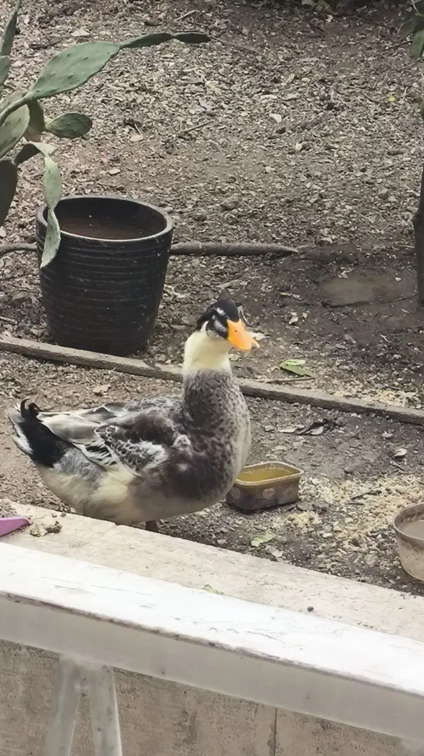 اردک جوان محلی کله غازی|حیوانات مزرعه|تهران, پرستار|دیوار