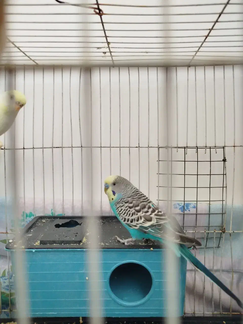 عروس هلندی کوتوله عشق|پرنده|مشهد, پنجتن|دیوار