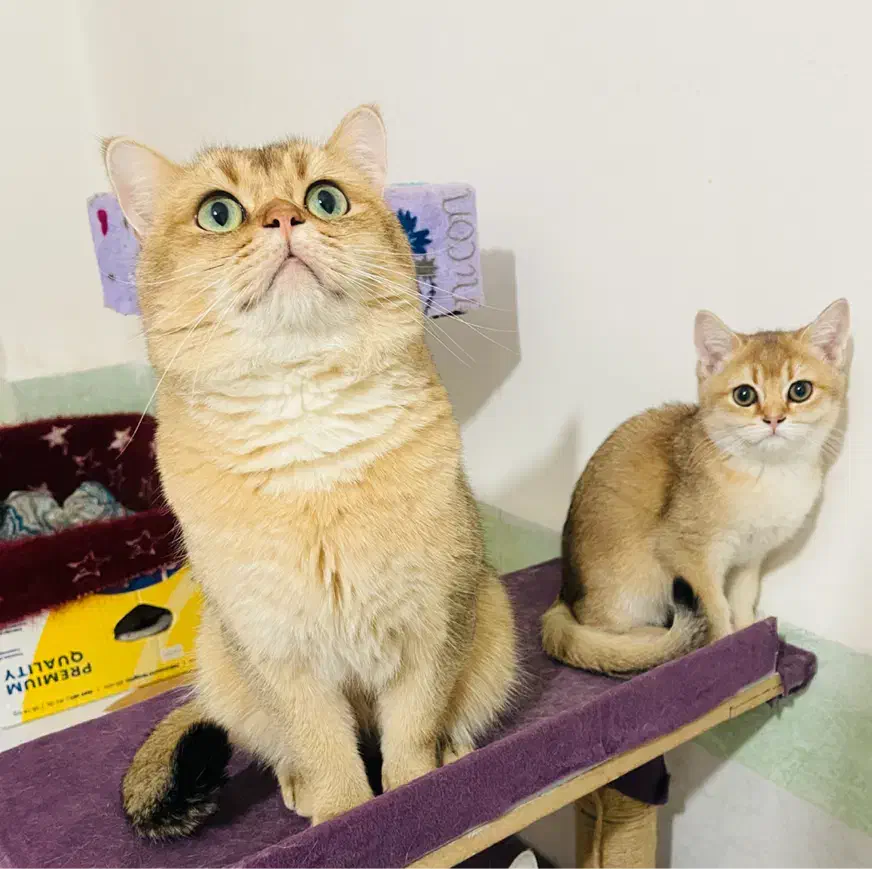 گربه گلد بریتیش|گربه|بناب, |دیوار