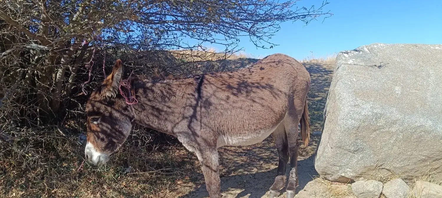 فروشی الاغ جوان|حیوانات مزرعه|قصابه, |دیوار