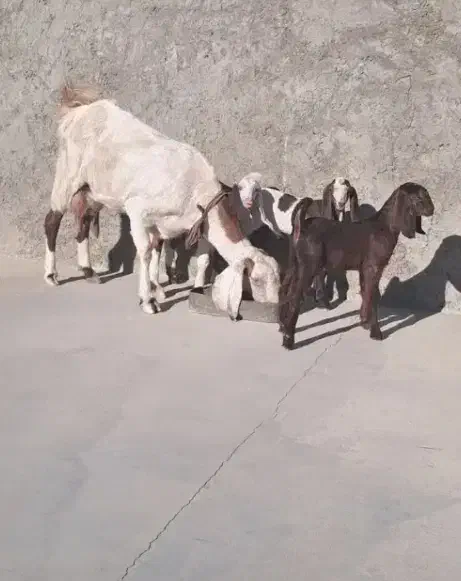 بز سه قلو زاه|حیوانات مزرعه|کرمان, |دیوار