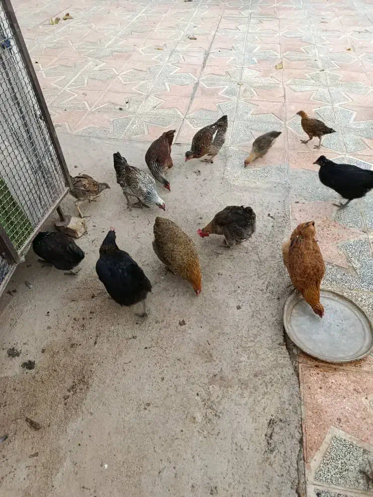 مرغ و جوجه بومی|حیوانات مزرعه|لردگان, |دیوار