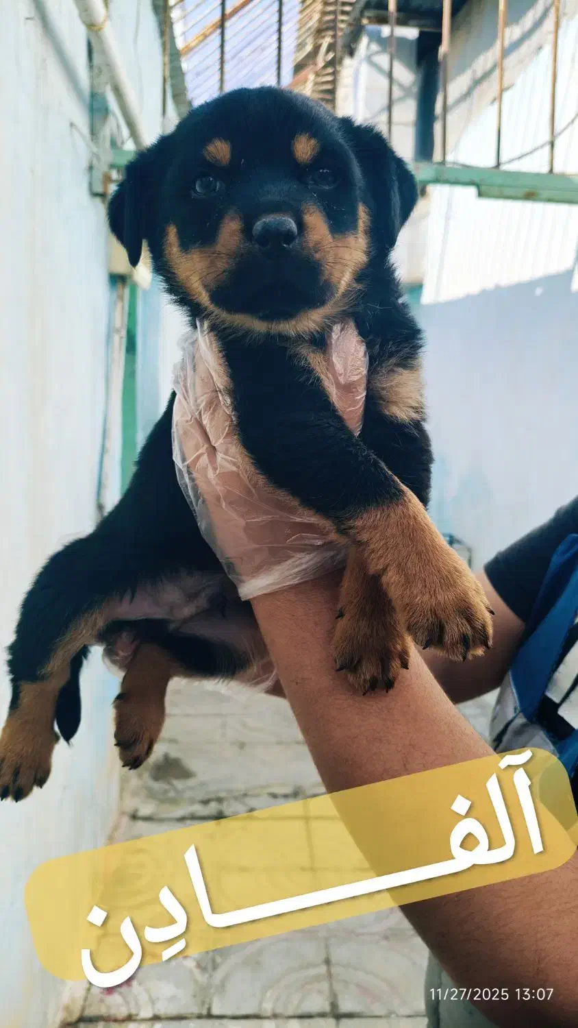 سگ روتوایلر اصیل توله سگ روتوایلر از نسل وارداتی|سگ|تهران, سعادت‌آباد|دیوار