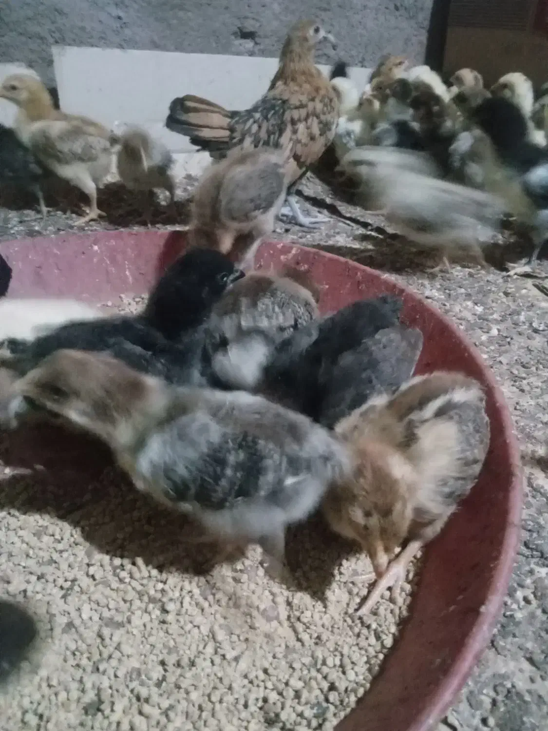 جوجه مرغ وخروس محلی|حیوانات مزرعه|زاوه, |دیوار