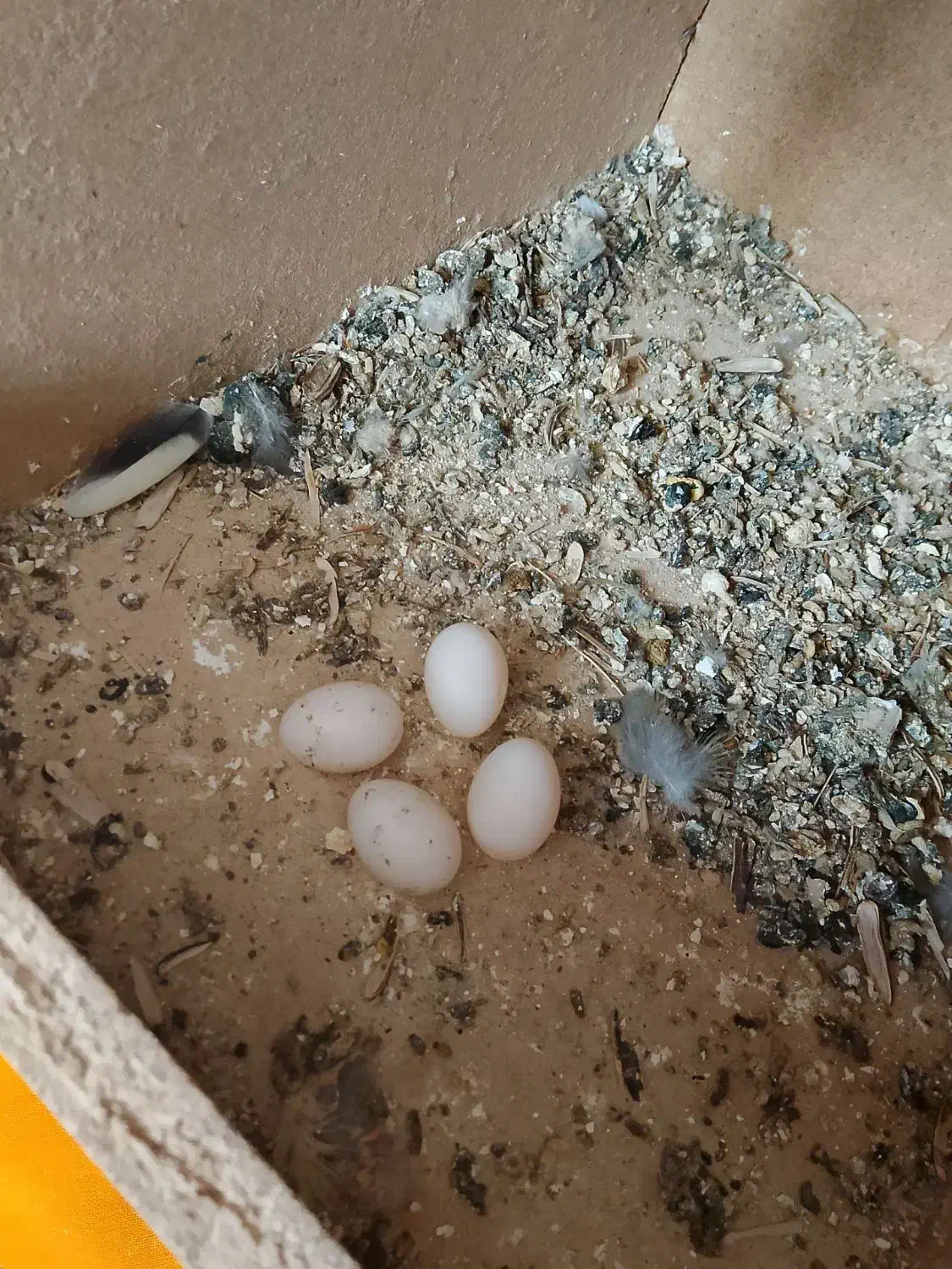 عروس هلندی|پرنده|زابل, |دیوار