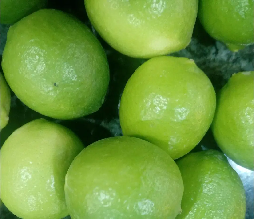 لیمو محلی|خوردنی و آشامیدنی|میناب, |دیوار