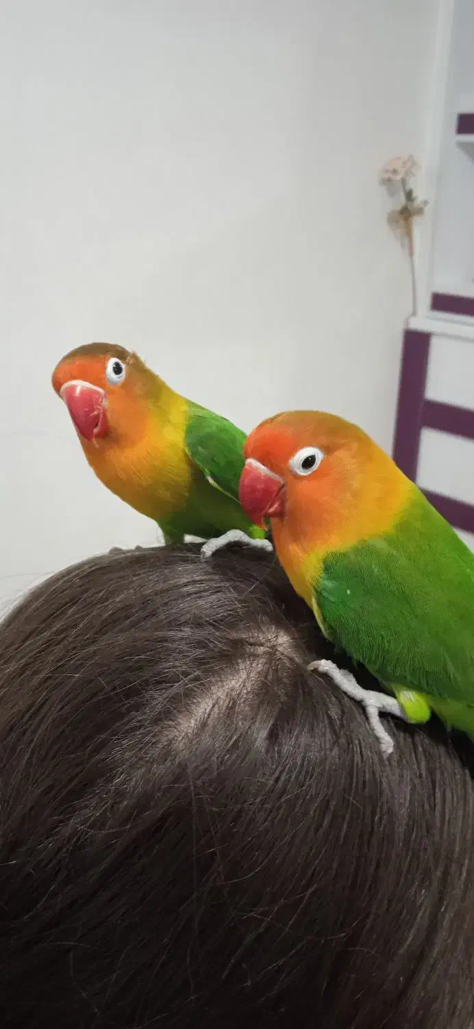 کاملا اهلی|پرنده|ارومیه, |دیوار