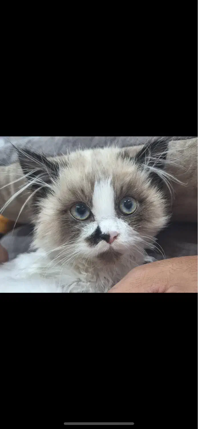 گربه رگدال پنج ماهه|گربه|اصفهان, برازنده|دیوار