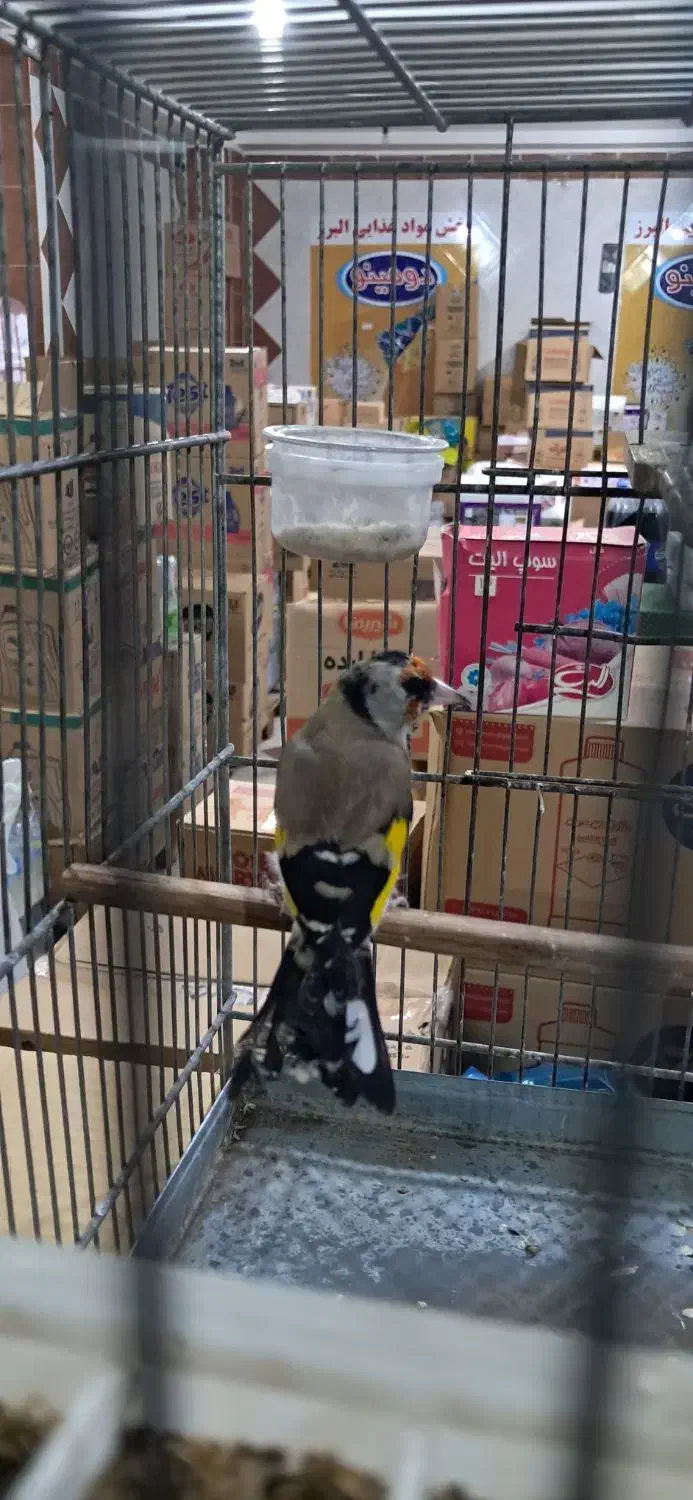 سهره دو هفته قفس داغسر|پرنده|تهران, مشیریه|دیوار