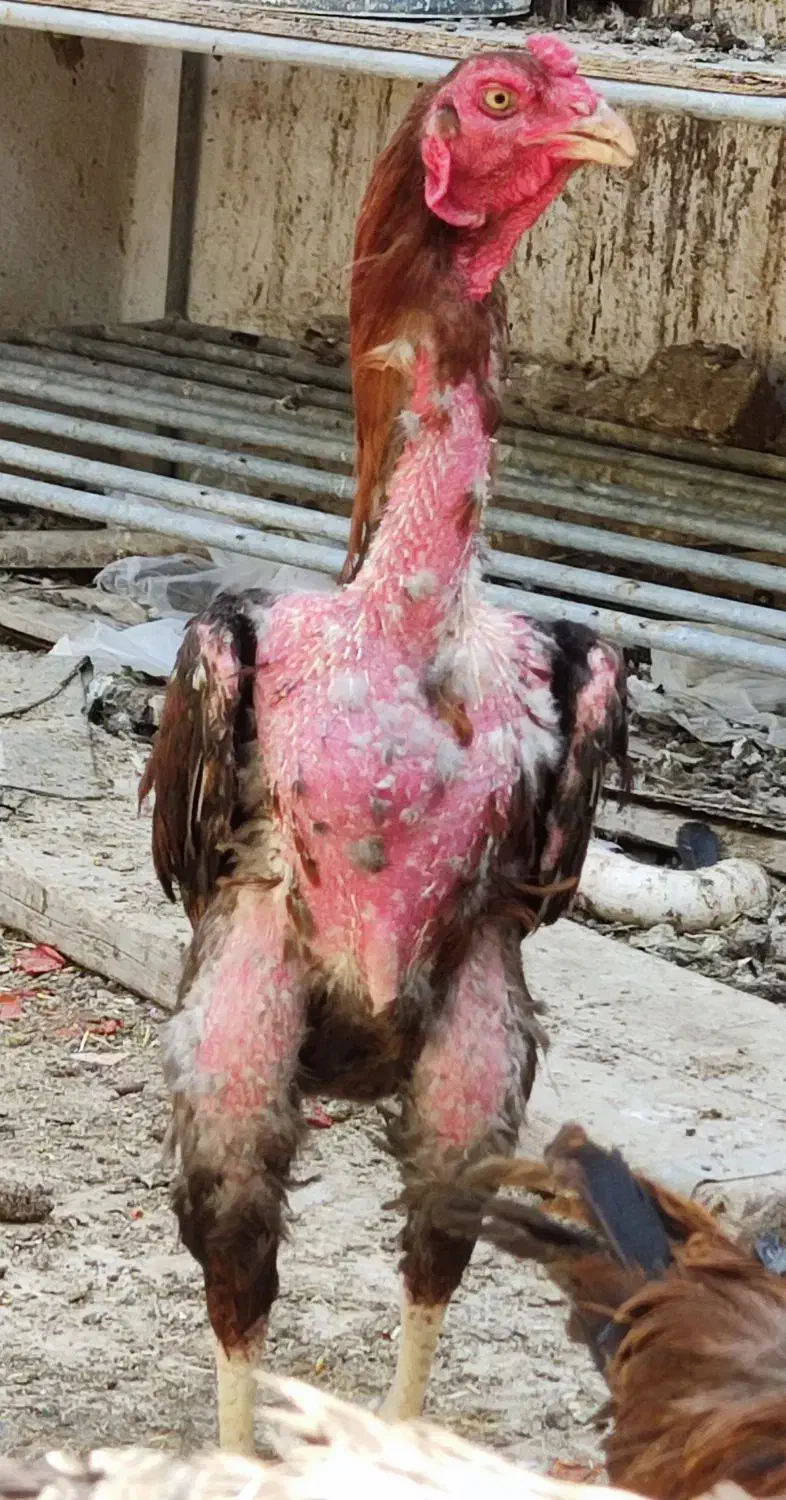 20،تخم مرغ لاری دونگ بالا اصلی|حیوانات مزرعه|وحدتیه, |دیوار