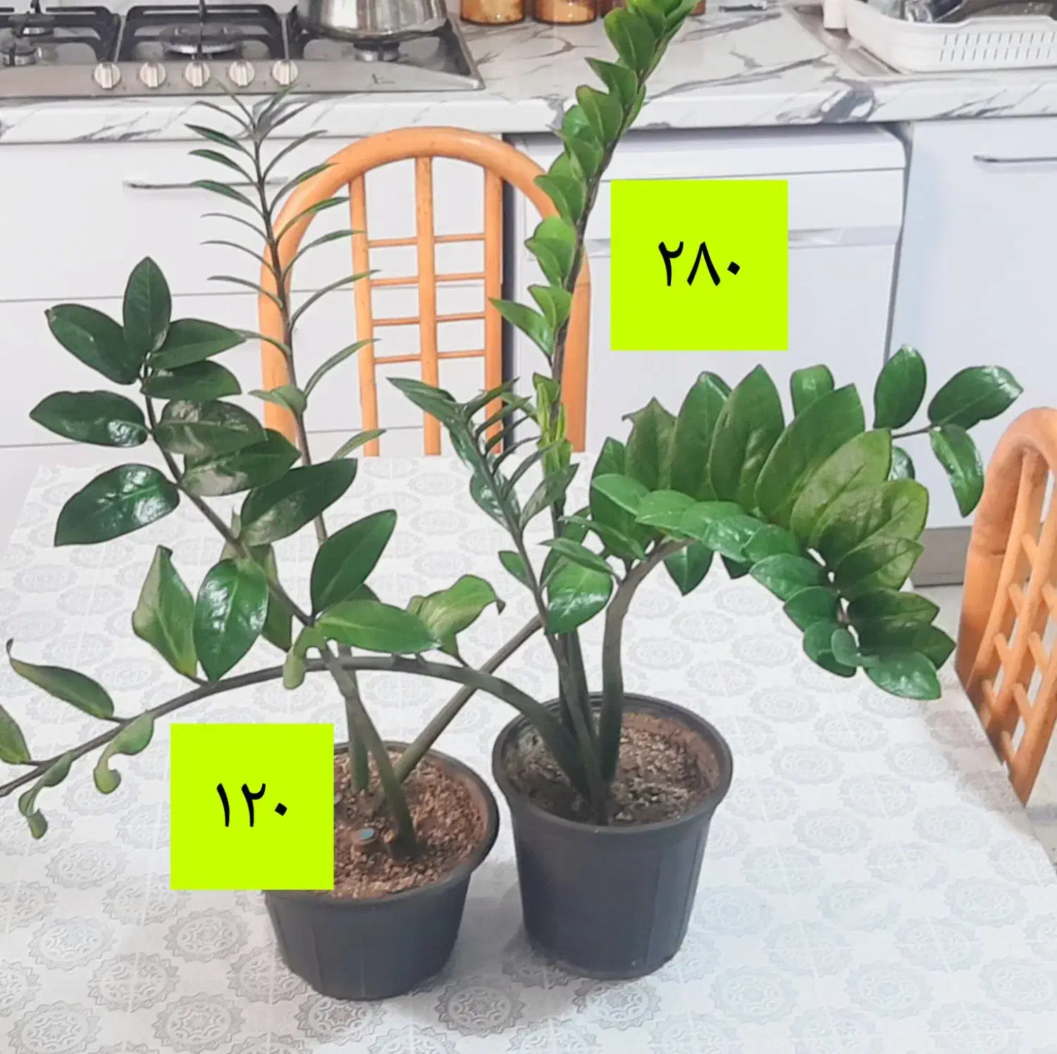 گیاهان خانگی|گل و گیاه طبیعی|محمدیه-قزوین, |دیوار