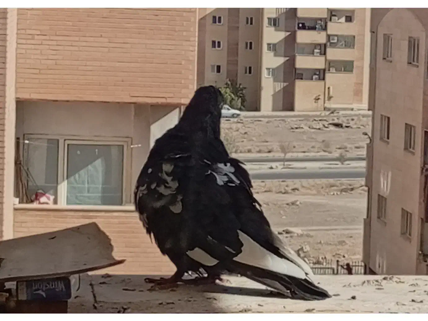 گمشده کفتر نر|حیوانات|فولادشهر, مسکن مهر فولادشهر|دیوار