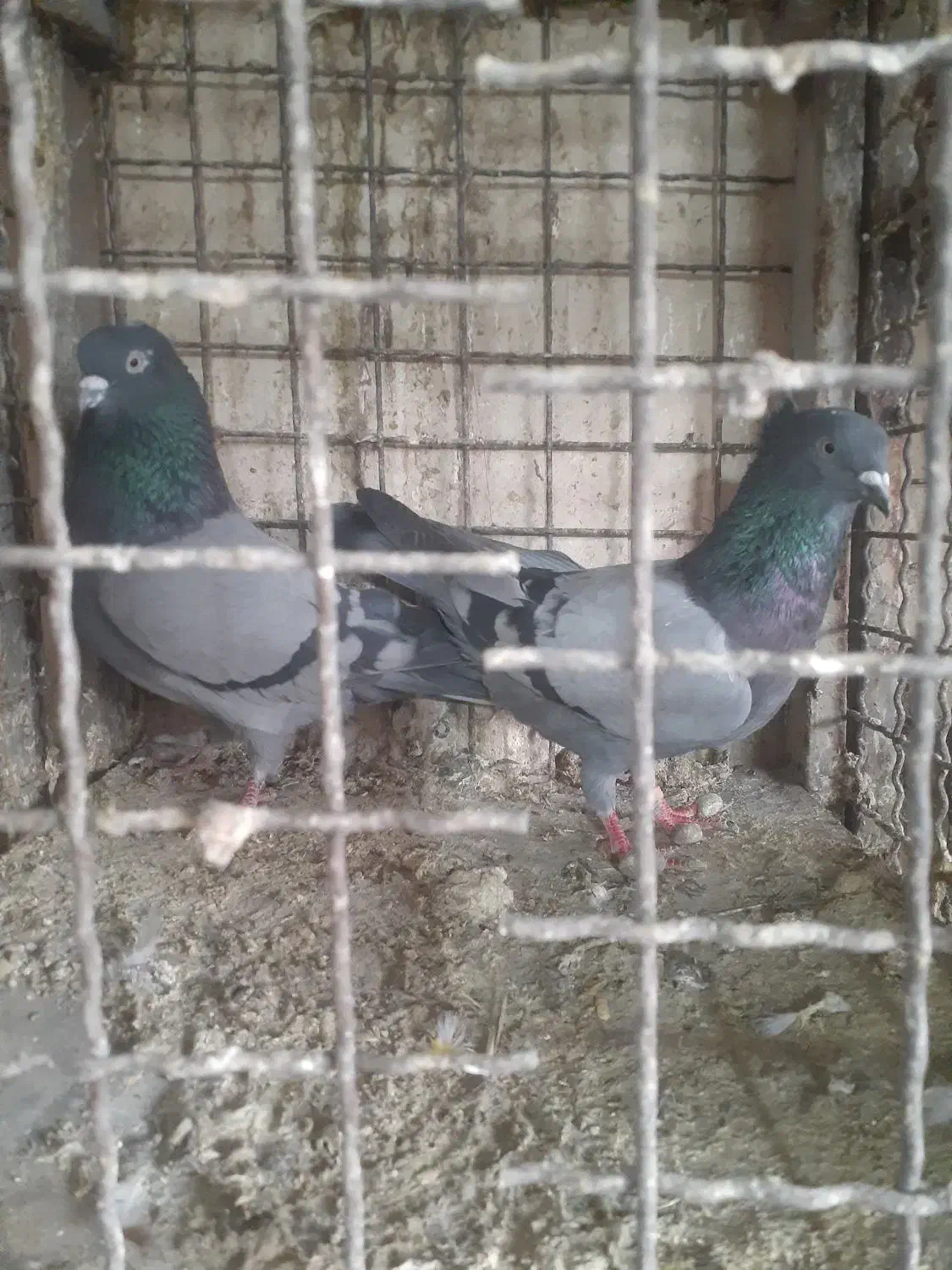 کبوتر گرو نسل دونسته|پرنده|صباشهر, |دیوار