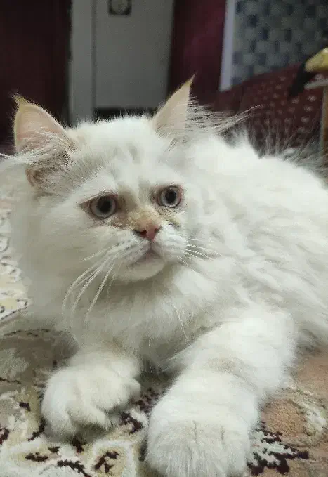 گربه پرشین|گربه|مشهد, کوی پلیس|دیوار