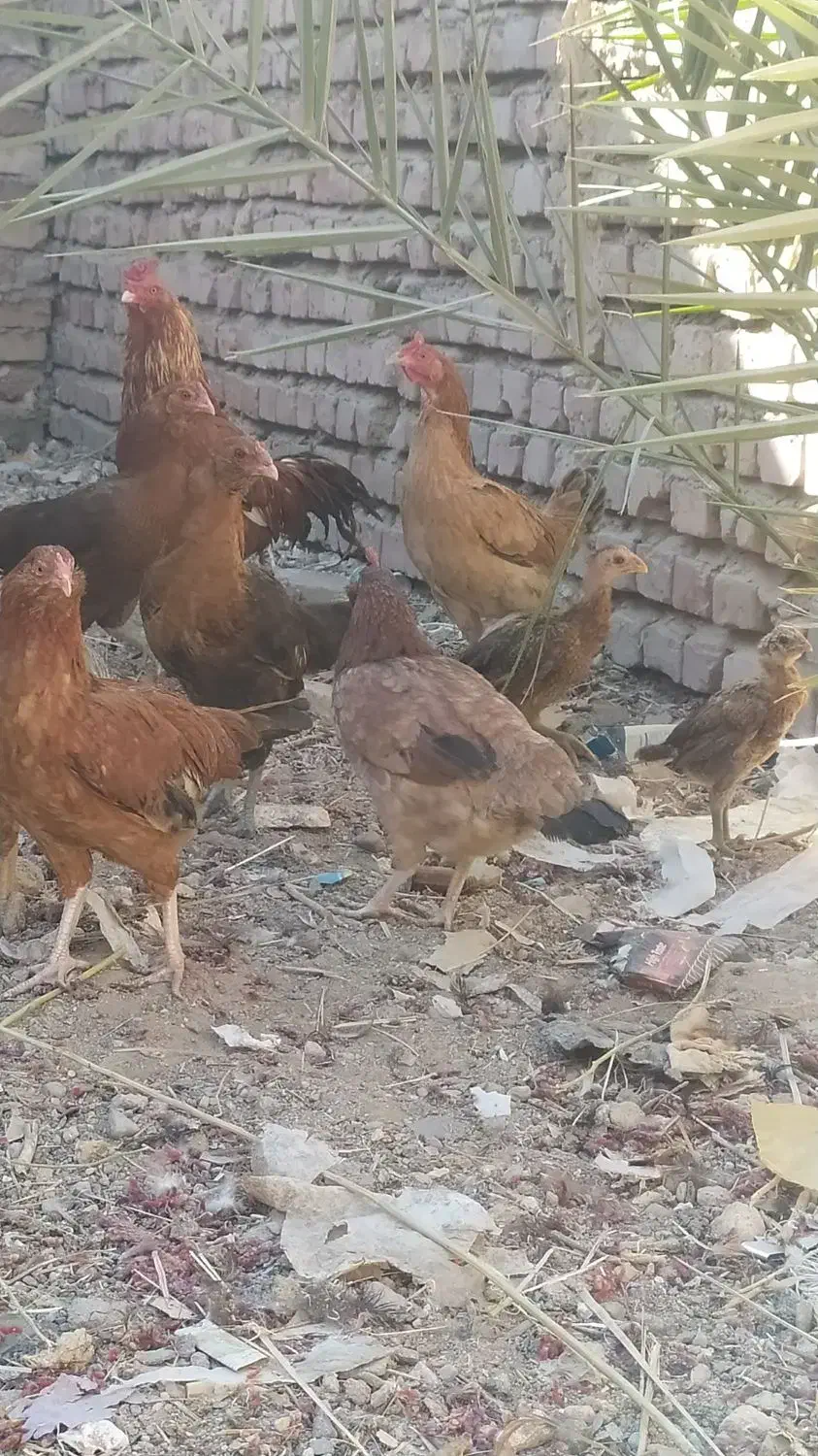 مرغ وخروس  معاوضه با عروس و کوتوله مرغ عشق|حیوانات مزرعه|خاش, |دیوار