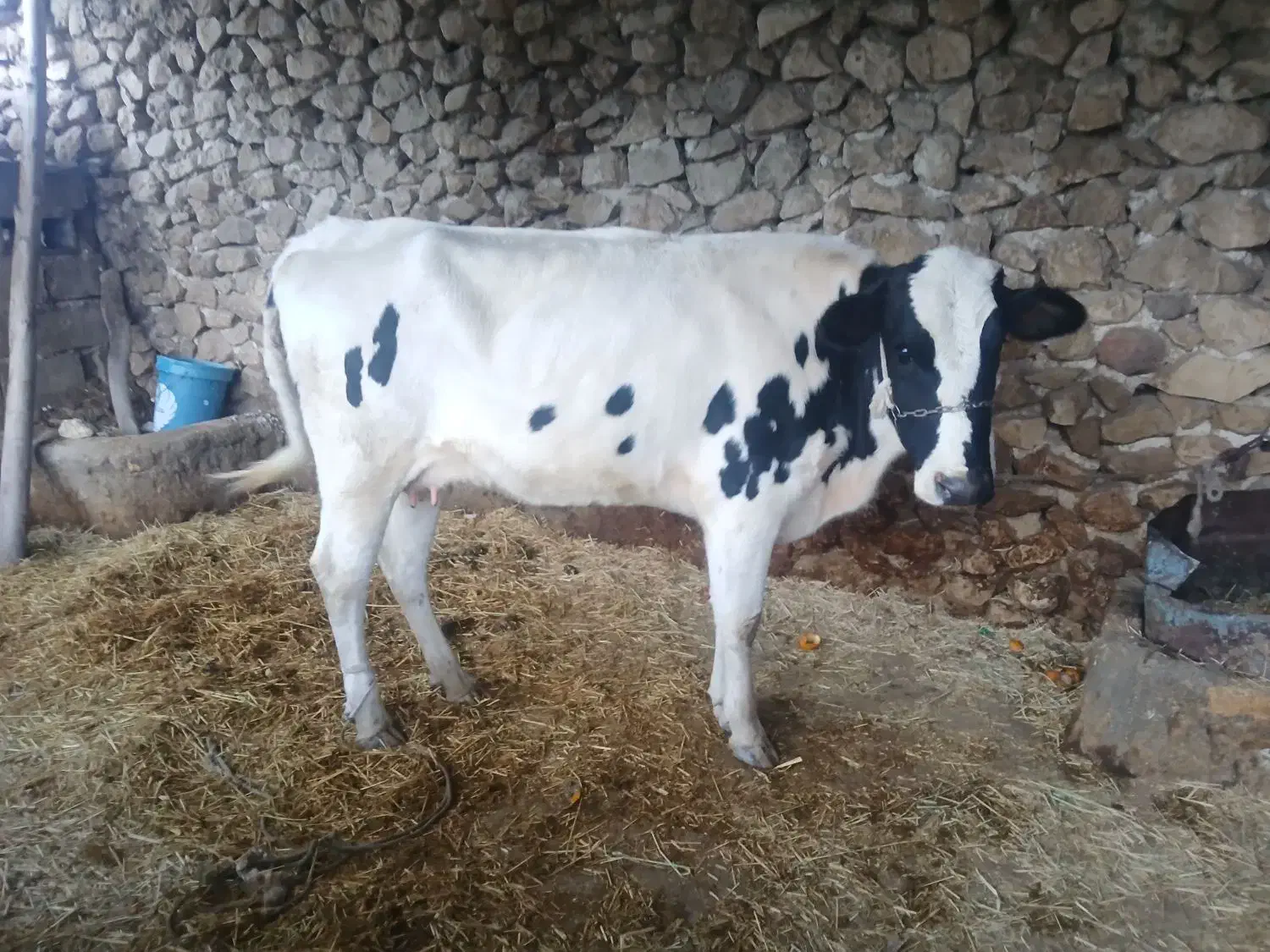 گاو|حیوانات مزرعه|رستم, |دیوار