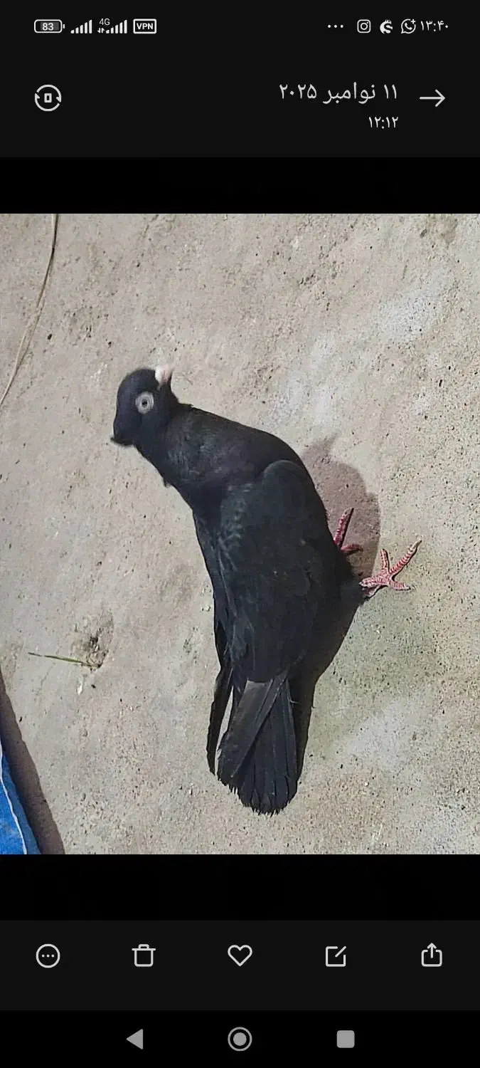 جفت زاغ آبادانی|پرنده|جیرفت, |دیوار