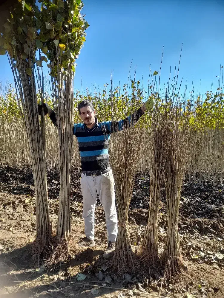 ارسال نهال  از معتبرترین نهالستان کشور  (صنوبر)|خدمات باغبانی و درختکاری|قطور, |دیوار