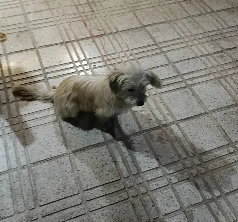 سگ شیتزو|سگ|تاکستان, |دیوار