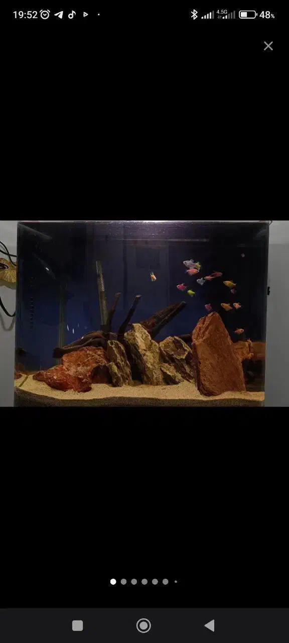 آکواریوم|ماهی|پاکدشت, پاکدشت (مامازند)|دیوار