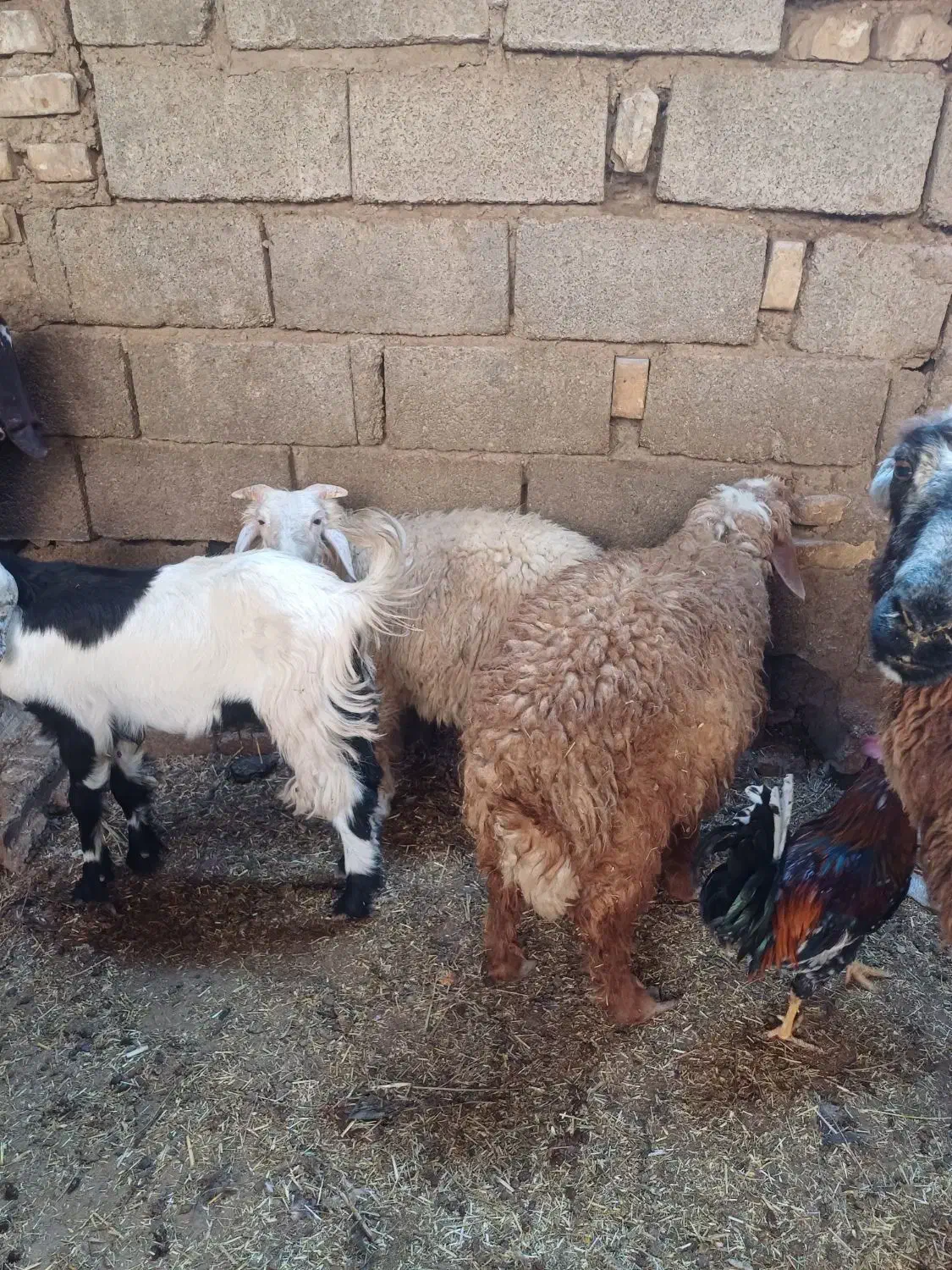 بره بابز|حیوانات مزرعه|اهواز, منازل کارون|دیوار